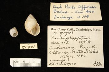 Media type: image;   Malacology 171901